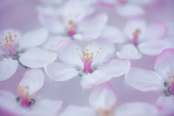 Närbild Vit Våren Blommande Apple Tree Blommor Svävar Aroma Skål — Stockfoto