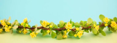 Bahar çiçek açması kızamık şube ile yeşil yaprakları, barbs ve pastel renk Kağıt arka plan kopya alanı en az tarzı, uzun geniş afiş ile sarı çiçekler