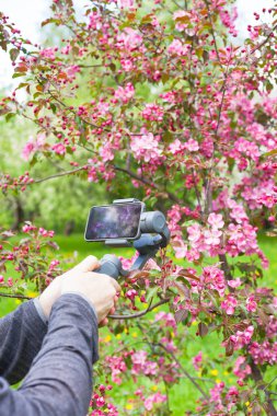 Adam blogger Close-up bir görüntü sabitleyici pembe çiçek açan elma bahçesinde Bahar kullanma Smartphone cep telefonu ile çekim video eller