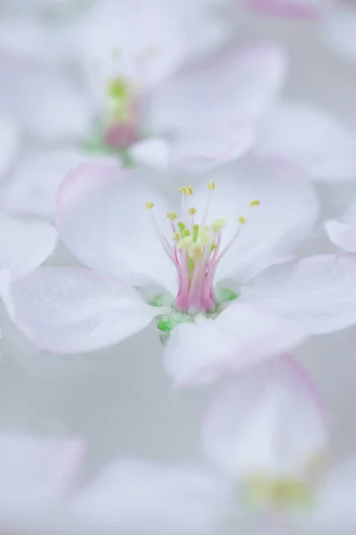 アロマ水を入れたボウルに浮かぶアップル ツリー花を開花白い春のクローズ アップ スパとウェルネスのコンセプト — ストック写真