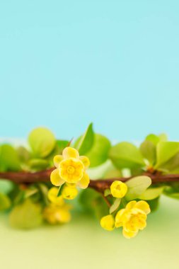 Bahar çiçek açması kızamık şube ile yeşil yaprakları, barbs ve pastel renk Kağıt arka plan kopya alanı en az tarzı, metin için şablon ile sarı çiçekler