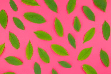 Parlak pembe arka plan en az pop sanat tarzı yaratıcı düz yatıyordu üstten görünüm desen taze yeşil yaprak
