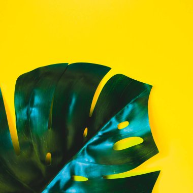 Tropikal orman palm monstera parlak sarı Kağıt arka plan üzerinde bırakır. Yazın kare pop sanat yaratıcı düz metin için kavram şablon koymak