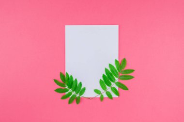 Üstten görünüm parlak pembe arka plan kopya alanı en az çift ton pop sanat tarzı, metin için şablon ile beyaz mektup taze yeşil rowan ağacı ile alay etmek yukarıya yaprak yaratıcı düz yatıyordu