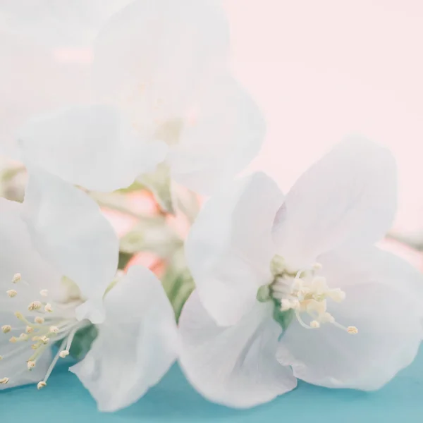Яблуко Цвіте Розмитому Кольоровому Фоні Весняні Квіти Креативне Макро Квадратне — стокове фото