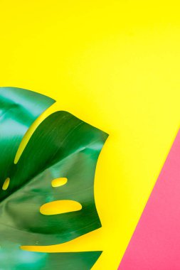 Tropikal orman palm monstera parlak sarı ve pembe kağıt arka plan üzerinde bırakır. Yaz yaratıcı düz metin için kavram şablon koymak