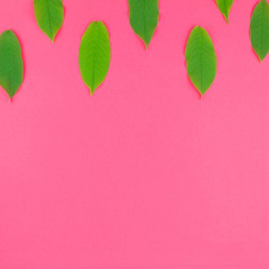 Kopya alanı en az pop sanat tarzı, metin için şablon parlak pembe kare zemin üzerine yaratıcı düz yatıyordu üstten görünüm desen taze yeşil yaprakları
