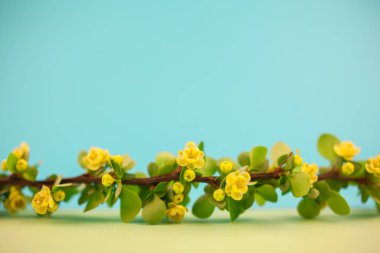 Bahar çiçek açması kızamık şube ile yeşil yaprakları, barbs ve pastel renk Kağıt arka plan kopya alanı en az tarzı, metin için şablon ile sarı çiçekler