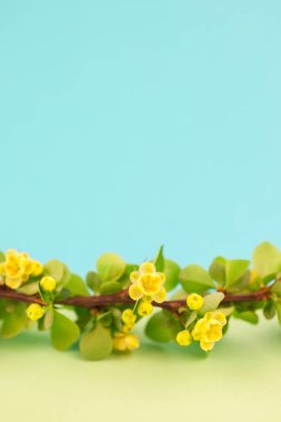 Bahar çiçek açması kızamık şube ile yeşil yaprakları, barbs ve pastel renk Kağıt arka plan kopya alanı en az tarzı, metin için şablon ile sarı çiçekler