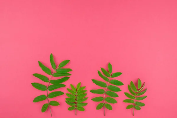 Creative flat lay top view pattern with fresh green rowan tree leaves on bright pink background with copy space in minimal duotone pop art style, frame template for text