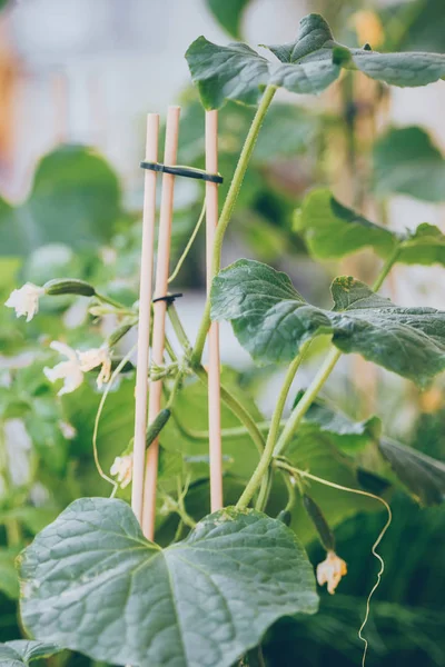 Homegrown Cucumber Seedling Market — Stock Photo, Image