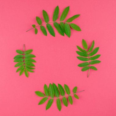 Kopya alanı en az çift ton pop sanat tarzı, metin için çerçeve şablonu parlak pembe kare zemin üzerine taze yeşil rowan ağacı ile yaratıcı düz yatıyordu üstten görünüm desen bırakır