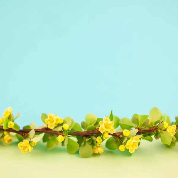 Fjærblomstrende Barbærgrein Med Grønne Blader Grillbein Gule Blomster Pastellpapirbakgrunn Med – stockfoto