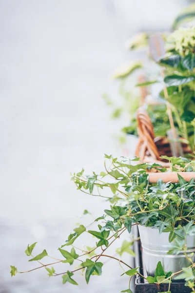 Yeşil Bitkiler Sokak Çiçekçi Dükkanı Tabloda Yerleştirilen Tencere — Stok fotoğraf
