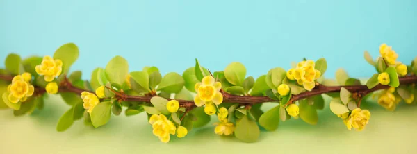 Våren Blommande Berberis Gren Med Gröna Blad Hullingar Och Gula — Stockfoto