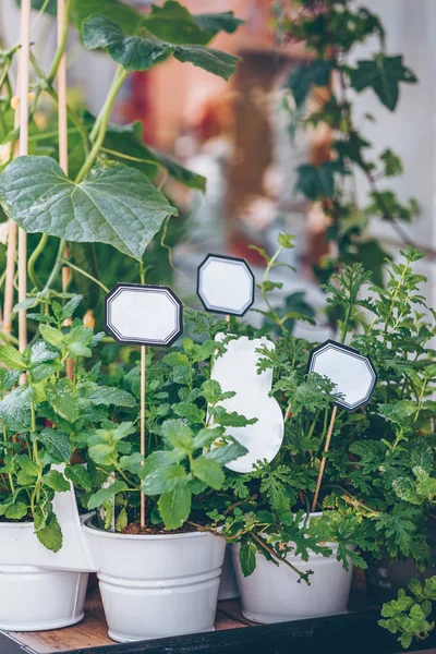 Homegrown Herbs Seedling Pots Market Blank Tags — Stock Photo, Image