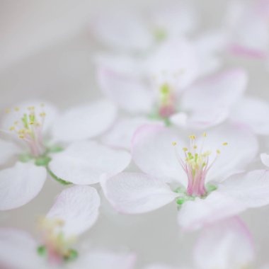 Elma ağacı çiçek aroması kâse su içinde yüzen çiçek beyaz Bahar yakın kare. Spa ve sağlıklı yaşam konsepti