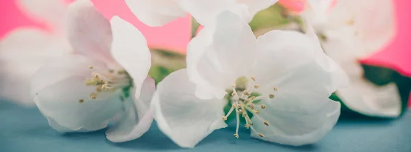 Яблуко Цвіте Розмитому Кольоровому Фоні Весняні Квіти Креативне Макрозображення Боке — стокове фото