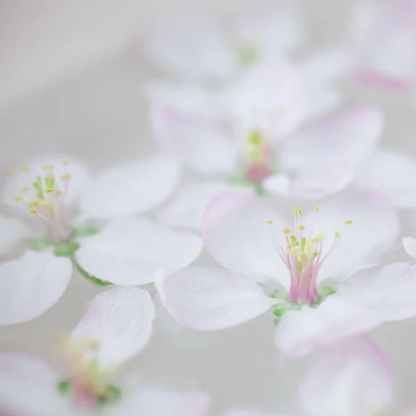 Quadratische Nahaufnahme Von Weißen Frühlingsblüten Apfelbaumblüten Die Einer Aromaschale Mit — Stockfoto