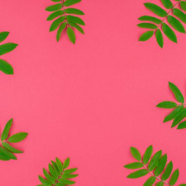 Kopya alanı en az çift ton pop sanat tarzı, metin için çerçeve şablonu parlak pembe kare zemin üzerine taze yeşil rowan ağacı ile yaratıcı düz yatıyordu üstten görünüm desen bırakır