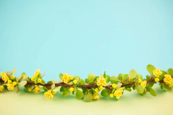 Jarní Kvetoucí Dřišťál Větev Zelenými Listy Ostny Žluté Květy Pastelové — Stock fotografie