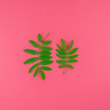 Kopya alanı en az çift ton pop sanat tarzı, metin için çerçeve şablonu parlak pembe kare zemin üzerine taze yeşil rowan ağacı ile yaratıcı düz yatıyordu üstten görünüm desen bırakır