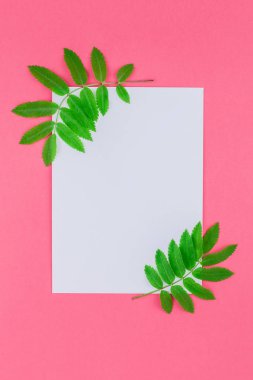 Üstten görünüm parlak pembe arka plan kopya alanı en az çift ton pop sanat tarzı, metin için şablon ile beyaz mektup taze yeşil rowan ağacı ile alay etmek yukarıya yaprak yaratıcı düz yatıyordu