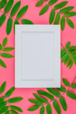 Üstten görünüm parlak pembe arka plan kopya alanı en az çift ton pop sanat tarzı, metin için şablon ile beyaz çerçeve taze yeşil rowan ağacı ile alay etmek yukarıya yaprak yaratıcı düz yatıyordu