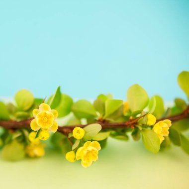 Bahar çiçek açması kızamık şube ile yeşil yaprakları, barbs ve kare pastel renk Kağıt arka plan kopya alanı en az tarzı, metin veya tasarım şablonu ile sarı çiçekler