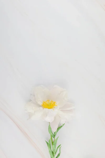 Hermosas Flores Peonía Blanca Flor Sobre Fondo Mármol Con Espacio — Foto de Stock