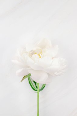 Güzel kopya alanı en az tarzı, kartpostal, yazı, metin veya tasarım şablonu mermer zemin üzerine beyaz şakayık çiçekleri blooming. Düğün davetiyesi ve kutlama tebrik kavramı