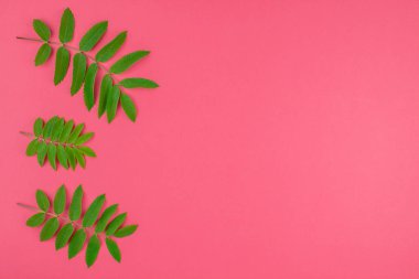 Taze yeşil yaprakları parlak pembe bir arka plan üzerinde