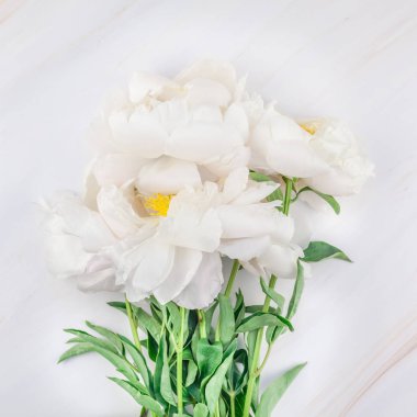 Kopya alanı mermer zemin üzerine beyaz şakayık çiçek çiçeklenme