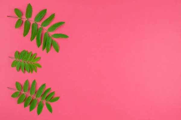 Hojas Verdes Frescas Sobre Fondo Rosa Brillante — Foto de Stock