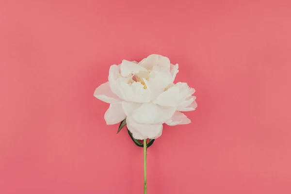 Flor Peonía Blanca Sobre Fondo Rosa Con Espacio Copia — Foto de Stock