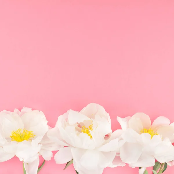 Flores Florecientes Peonía Blanca Sobre Fondo Cuadrado Papel Rosa — Foto de Stock