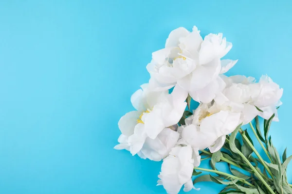 Flores Peonía Blanca Sobre Fondo Papel Azul Pastel Con Espacio —  Fotos de Stock