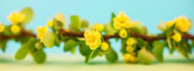 Bahar çiçek açması kızamık şube ile yeşil yaprakları, barbs ve pastel renk Kağıt arka plan kopya alanı en az tarzı, uzun geniş afiş ile sarı çiçekler