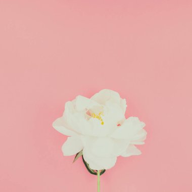 Çiçek beyaz şakayık kare renk Kağıt arka plan kopya alanı en az tarzı, kartpostal, yazı, metin için şablon ile tasarımınızı çiçekler. Düğün davetiyesi ve kutlama tebrik kavramı