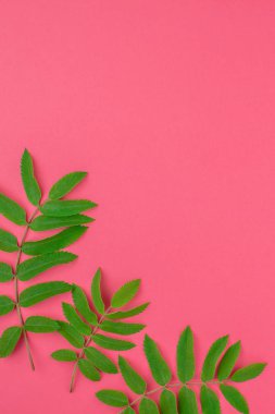 Parlak pembe arka plan kopya alanı en az çift ton pop sanat tarzı, metin için çerçeve şablonu ile taze yeşil rowan ağacı ile yaratıcı düz yatıyordu üstten görünüm desen yaprak