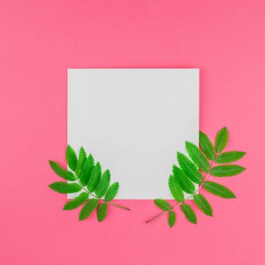 Üstten görünüm kopya alanı en az çift ton pop sanat tarzı, metin için şablon parlak pembe kare zemin üzerine beyaz mektup taze yeşil rowan ağacı ile alay etmek yukarıya yaprak yaratıcı düz yatıyordu