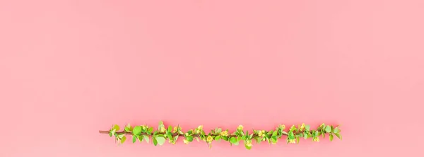 Creativo Plano Concepto Vista Superior Primavera Florecimiento Rama Agracejo Con — Foto de Stock