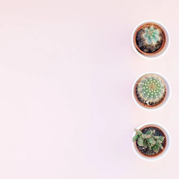 Plano Cuadrado Yacía Encima Vista Superior Pequeñas Macetas Con Cactus —  Fotos de Stock