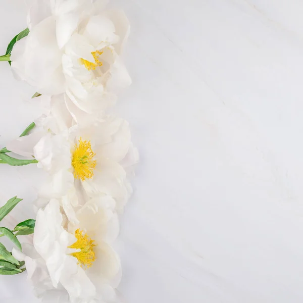 Vackra Blommande Vit Pion Blommor Marmor Bakgrund Med Kopiera Utrymme — Stockfoto