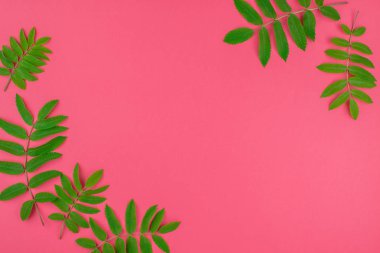 Parlak pembe arka plan kopya alanı en az çift ton pop sanat tarzı, metin için çerçeve şablonu ile taze yeşil rowan ağacı ile yaratıcı düz yatıyordu üstten görünüm desen yaprak