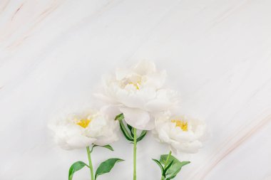 Güzel kopya alanı en az tarzı, kartpostal, yazı, metin veya tasarım şablonu mermer zemin üzerine beyaz şakayık çiçekleri blooming. Düğün davetiyesi ve kutlama tebrik kavramı