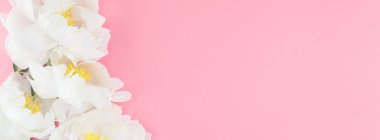 Kopya alanı en az tarzı, kartpostal, yazı, metin tasarım şablonu ile pastel bin yıllık pembe renkli kağıt arka plan beyaz şakayık çiçekleri çiçek açmış. Uzun geniş afiş blog ya da sosyal medya için