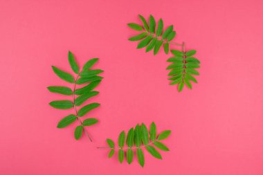 Parlak pembe arka plan kopya alanı en az çift ton pop sanat tarzı, metin için çerçeve şablonu ile taze yeşil rowan ağacı ile yaratıcı düz yatıyordu üstten görünüm desen yaprak