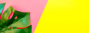 Tropikal orman palm monstera parlak sarı ve pembe çift ton kağıt arka plan üzerinde bırakır. Yazın yaratıcı pop sanat düz yatıyordu kavramı şablon metin için. Uzun geniş afiş