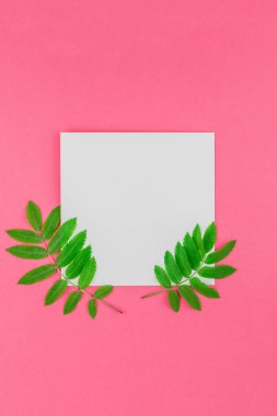 Üstten görünüm parlak pembe arka plan kopya alanı en az çift ton pop sanat tarzı, metin için şablon ile beyaz mektup taze yeşil rowan ağacı ile alay etmek yukarıya yaprak yaratıcı düz yatıyordu
